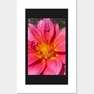 Pink Dahlia in the Rain Posters and Art